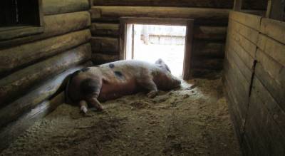 Чувашия оказалась в зоне риска по распространению африканской чумы свиней
