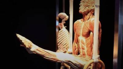 Следственный комитет заинтересовался выставкой человеческих тел в Москве
