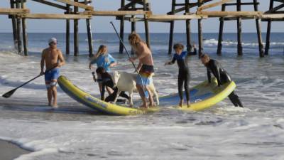 Коза-серфингист помогает детям с ограниченными возможностями.