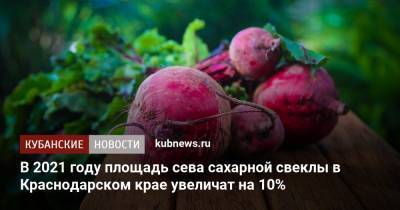 В 2021 году площадь сева сахарной свеклы в Краснодарском крае увеличат на 10%