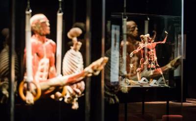 Глава СК поручил проверить организаторов выставки человеческих тел в Москве