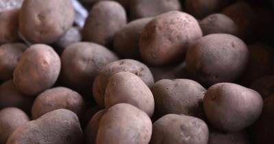 Украина продолжает наращивать импорт картофеля: какие страны основные поставщики