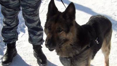 В Челябинской области служебная собака смогла найти украденные квадроциклы