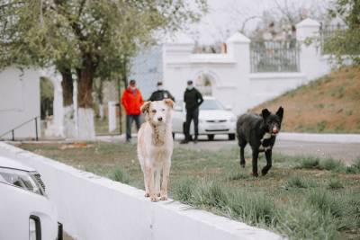 Астраханец хочет от администрации города миллиард рублей за укус собаки