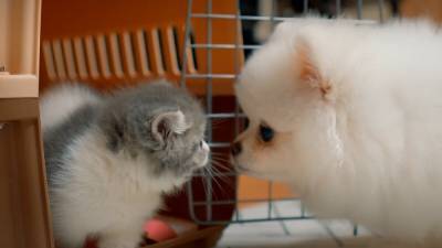 Котенок и шпиц растут вместе: милое видео, которое посмотрели почти 40 миллионов человек
