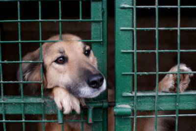 В Костромской области могут появиться новые центры для содержания бездомных собак
