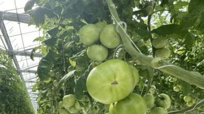 Частный инвестор с материка вырастил помидоры для крымчан