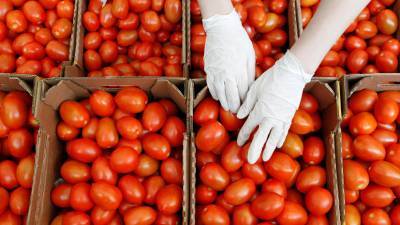 В Ростовской области уничтожат более 19 тонн заражённых томатов из Армении