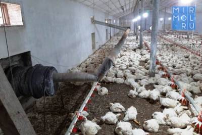 В работе птицефабрики Тарумовского района выявлены нарушения