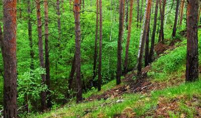 Бизнес сможет получить «углеродный кредит» за посадку деревьев в тайге