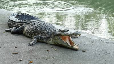 Крокодилы смогли пережить динозавров благодаря быстрой эволюции