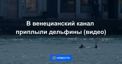 В венецианский канал приплыли дельфины (видео)