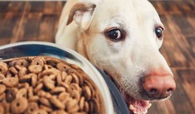 Ветеринары составили рейтинг собак по склонности к ожирению