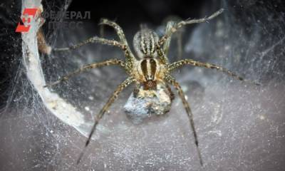 На Австралию напали тысячи опасных пауков