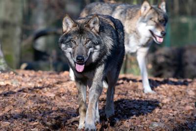 Два молодых волка искусали сотрудницу зоопарка