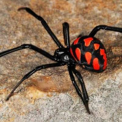Австралийцев предупредили о нашествии смертельно опасных пауков