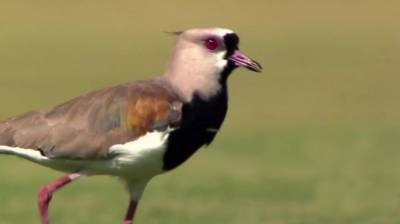 В Бразилии птица прервала футбольный матч, чтобы снести яйцо посреди поля: видео