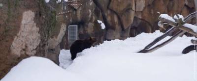 В зоопарке Удмуртии проснулся бурый медведь Гоша (ВИДЕО)