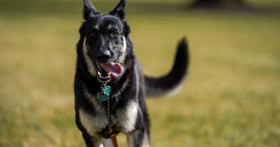 Собак Байдена, выселенных из-за нападения на охранника, вернули в Белый дом (ФОТО)