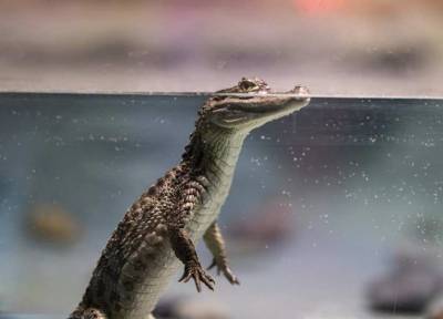 Ученые: Древние крокодилы бегали по суше и ели растения