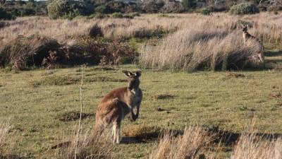 В Австралии открыли новый вид кенгуру, умеющих лазать по деревьям