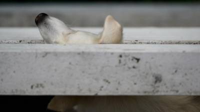 Осужден петербуржец, сбросивший с четвертого этажа собственную собаку