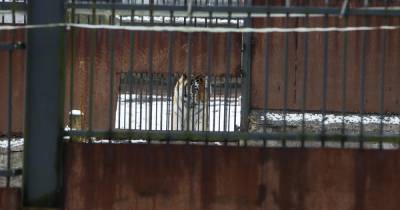 "Сивуч ещё поживёт, тигра надо обследовать": московский ветеринар — о пожилых животных в Калининградском зоопарке