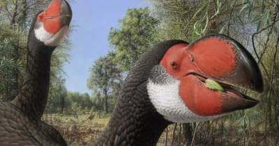 Эксперимент эволюции. Ученые изучили странный мозг древних гигантских птиц