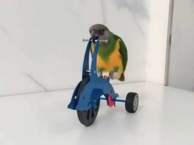 Попугай-велосипедист удивил пользователей соцсети