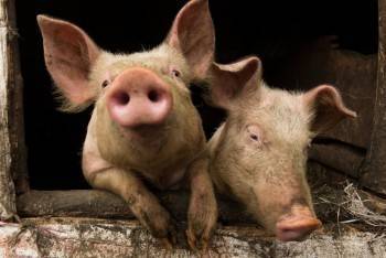 В исправительной колонии зафиксирована вспышка африканской чумы свиней