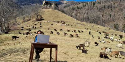 Настоящая «дистанционка». 10-летняя школьница из Италии посещает онлайн-уроки на природе в окружении коз — фото дня