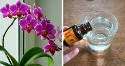 Орхидея даёт мало цветов? Подкормите простым аптечным йодом