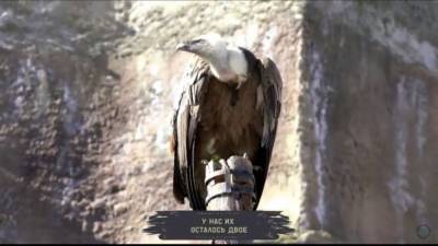 Редкая птица умерла в Московском зоопарке из-за перчатки посетителя