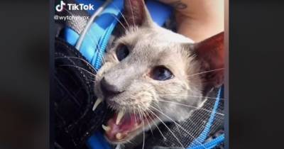 Генетическая мутация сделала кота Сабера знаменитостью в TikTok (видео)
