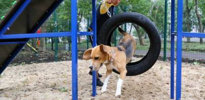 Семь площадок для выгула собак появятся в Нижнем Новгороде