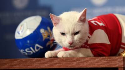 «Пушистый оракул в деле»: кота Ахилла вновь пригласят для предсказания результатов игр Евро-2020 в Петербурге