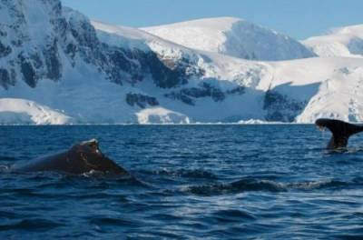 Украинские полярники разбудили кита в Антарктиде. ВИДЕО