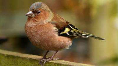 Звуки пения птиц названы эффективным средством против стресса