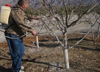 Спасаем яблони и груши: как избавиться от самых ранних вредителей в саду