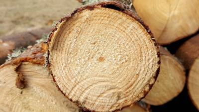 Инвестпроект по производству деревянной тары стал приоритетным в Нижегородской области