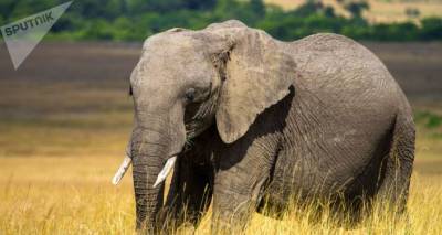 В Африке началась новая волна массовой гибели слонов - тайна остается нераскрытой