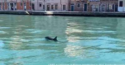 В каналах Венеции заметили дельфинов и сняли их на видео: на этот раз по-настоящему