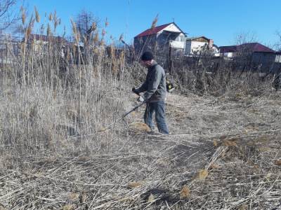 Власти Астрахани приступили к покосу камыша во всех районах города