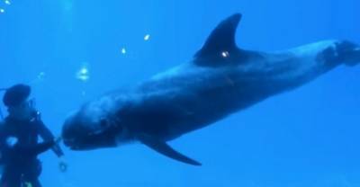 В Хургаду приплыл редкий гигантский дельфин Risso