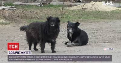 Как решить проблему бездомных собак на улицах Украины