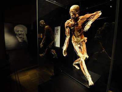 Выставка человеческих внутренностей, которую проверяет СК, ранее была проверена РКН