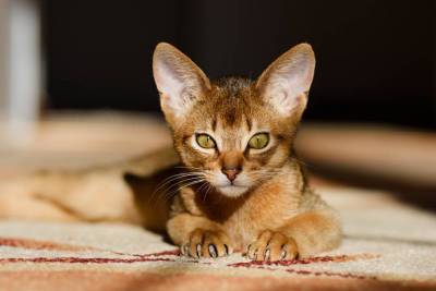Чем интересна абиссинская порода кошек?