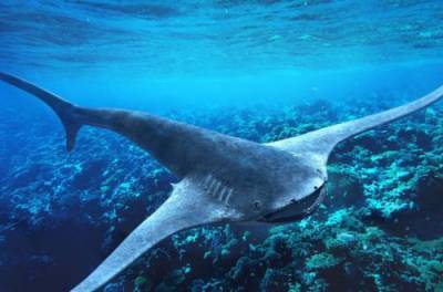 Необычная находка: археологи раскопали летающую акулу