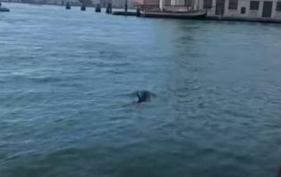 В водах Венеции заметили дельфинов