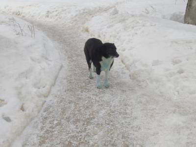Соцсети: синие собаки вновь замечены в Дзержинске